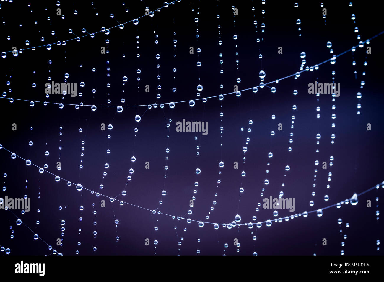 Filo di perle, gocce di pioggia sulla spider web" Foto Stock