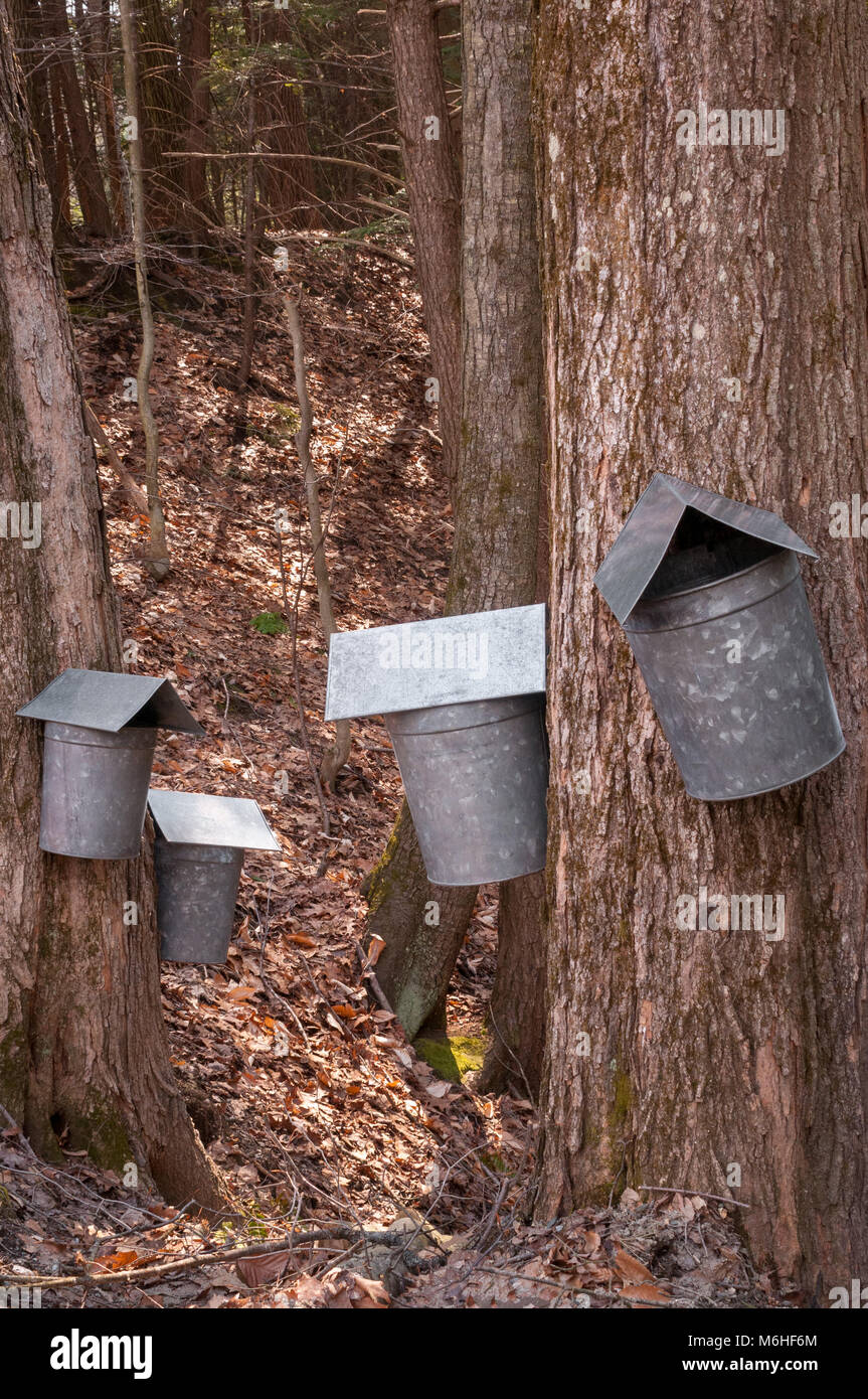 Maple zuccheraggio galvanized bucket di SAP appendere sullo zucchero di alberi di acero, raccolta di sap su un fine giornata invernale.nel New England. Foto Stock