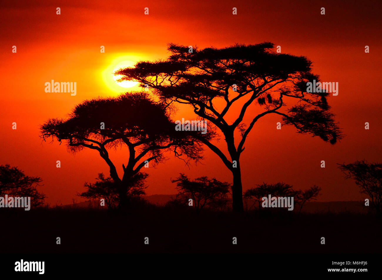 Parco Nazionale del Serengeti in Tanzania, è uno dei più spettacolari destinazioni della fauna selvatica sulla terra. Acacia Tortilla silhoutte contro smoky rosso tramonto. Foto Stock