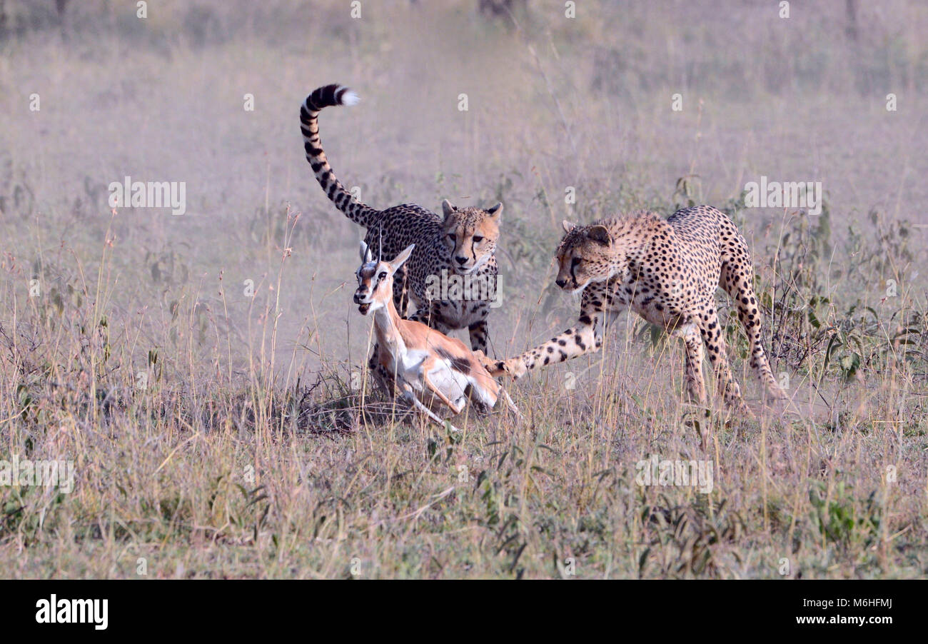 Parco Nazionale del Serengeti in Tanzania, è uno dei più spettacolari destinazioni della fauna selvatica sulla terra. Se- quenza di caccia ghepardo fratelli uccidendo gazzella Foto Stock