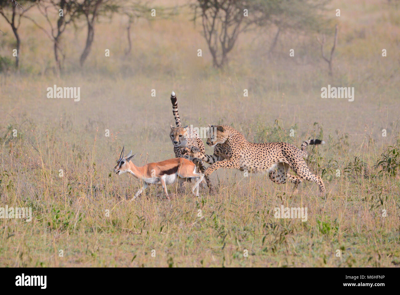 Parco Nazionale del Serengeti in Tanzania, è uno dei più spettacolari destinazioni della fauna selvatica sulla terra. Se- quenza di caccia ghepardo fratelli uccidendo gazzella Foto Stock