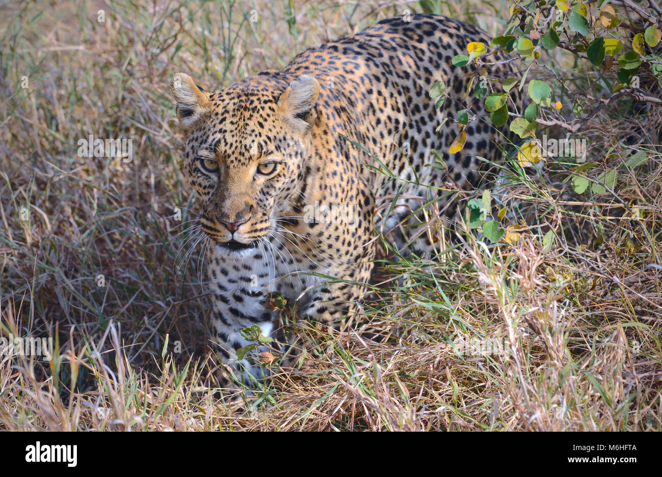 Parco Nazionale del Serengeti in Tanzania, è uno dei più spettacolari destinazioni della fauna selvatica sulla terra. Leopard femmina close-up Foto Stock