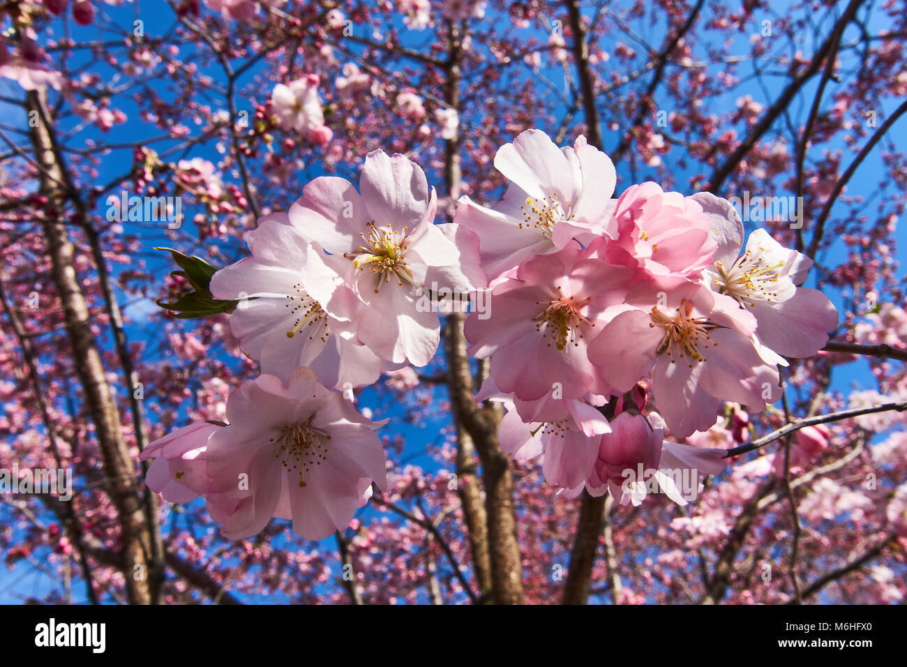 Fiori di ciliegio al Brooklyn Botanic Garden Foto Stock