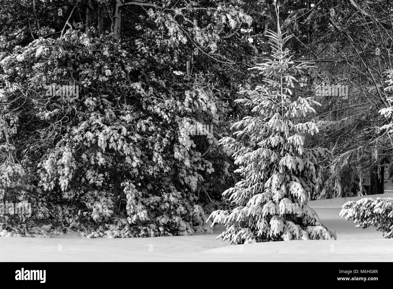 Pinafore Parco di San Tommaso, Ontario, Canada viene tranciato con una neve fresca caduta dopo che Madre Natura ha portato un tardo inverno tempesta a sudovest di Ontario. Foto Stock
