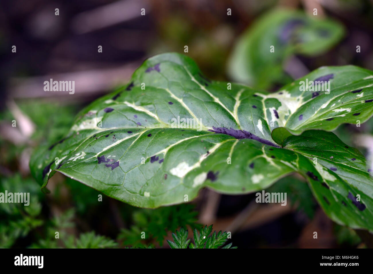 Arum italicum subsp italicum spotted jack, chiazzato, pezzata, foglie, dal fogliame verde, bianco, variegato, signori e signore, ombra, ombroso, ombreggiata,RM Flor Foto Stock