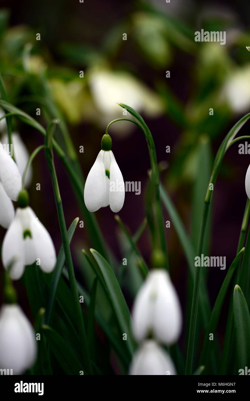 Galanthus magnete,snowdrop,snowdrops,Molla,fiore,fiori,fioritura,bianco,contrassegno verde,i contrassegni,contrassegnato,mark,RM Floral Foto Stock