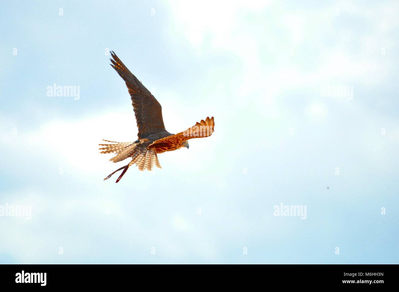 Saker Falcon o Falco Pellegrino sulla mostra di falconeria Foto Stock