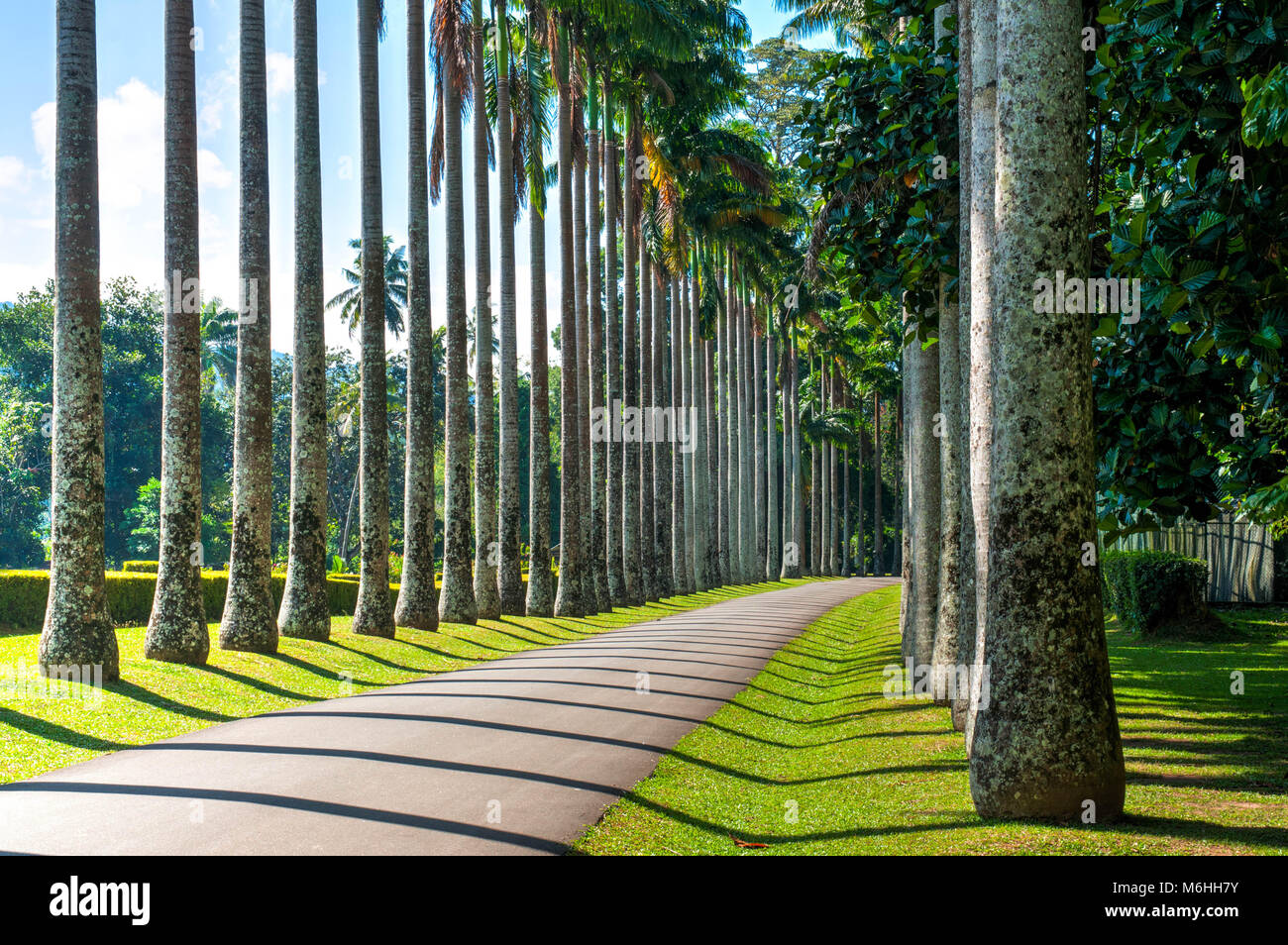 Avenue di royal palms con ombre geometriche vista prospettica Foto Stock