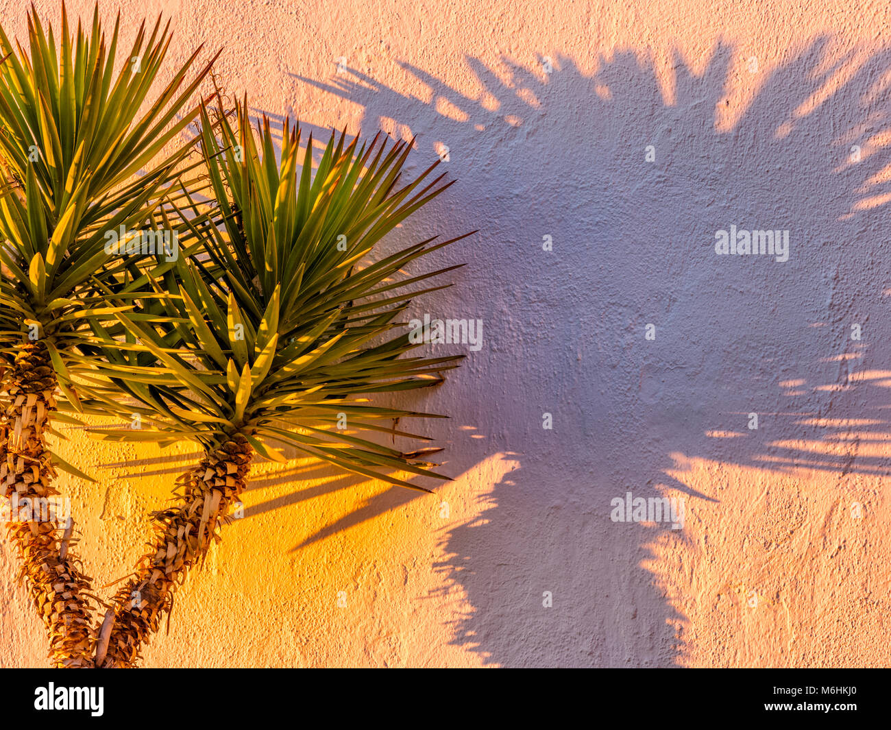 Ombra di palmo sull isola di Ischia, Italia Foto Stock