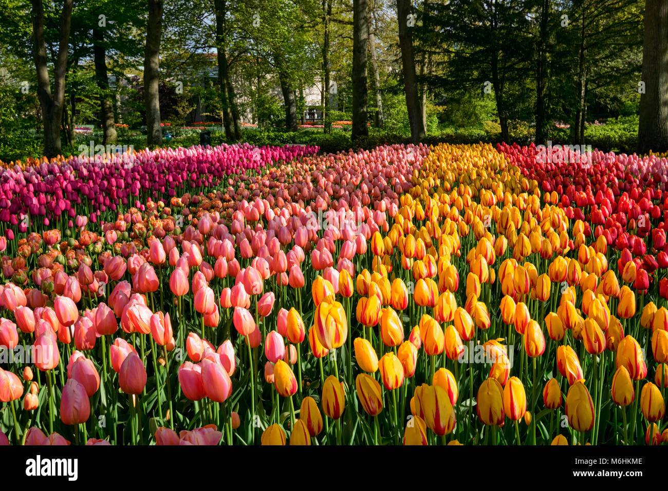 Blooming aiuola di tulipani a Keukenhof Flower Garden, Olanda Foto Stock