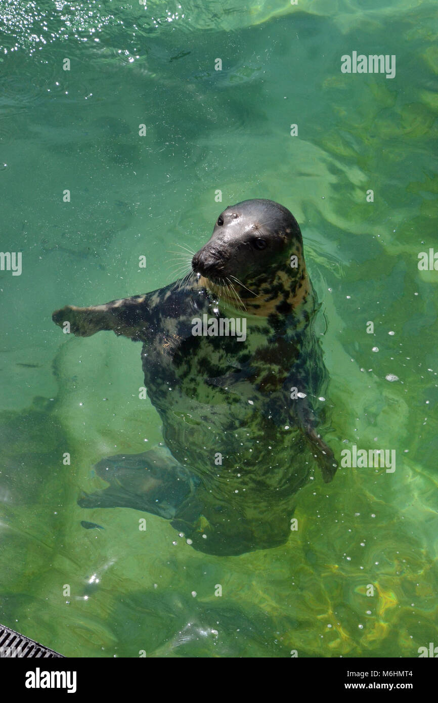 Sea Lions al Gweek Seal Sanctuary, Cornovaglia, Regno Unito Foto Stock
