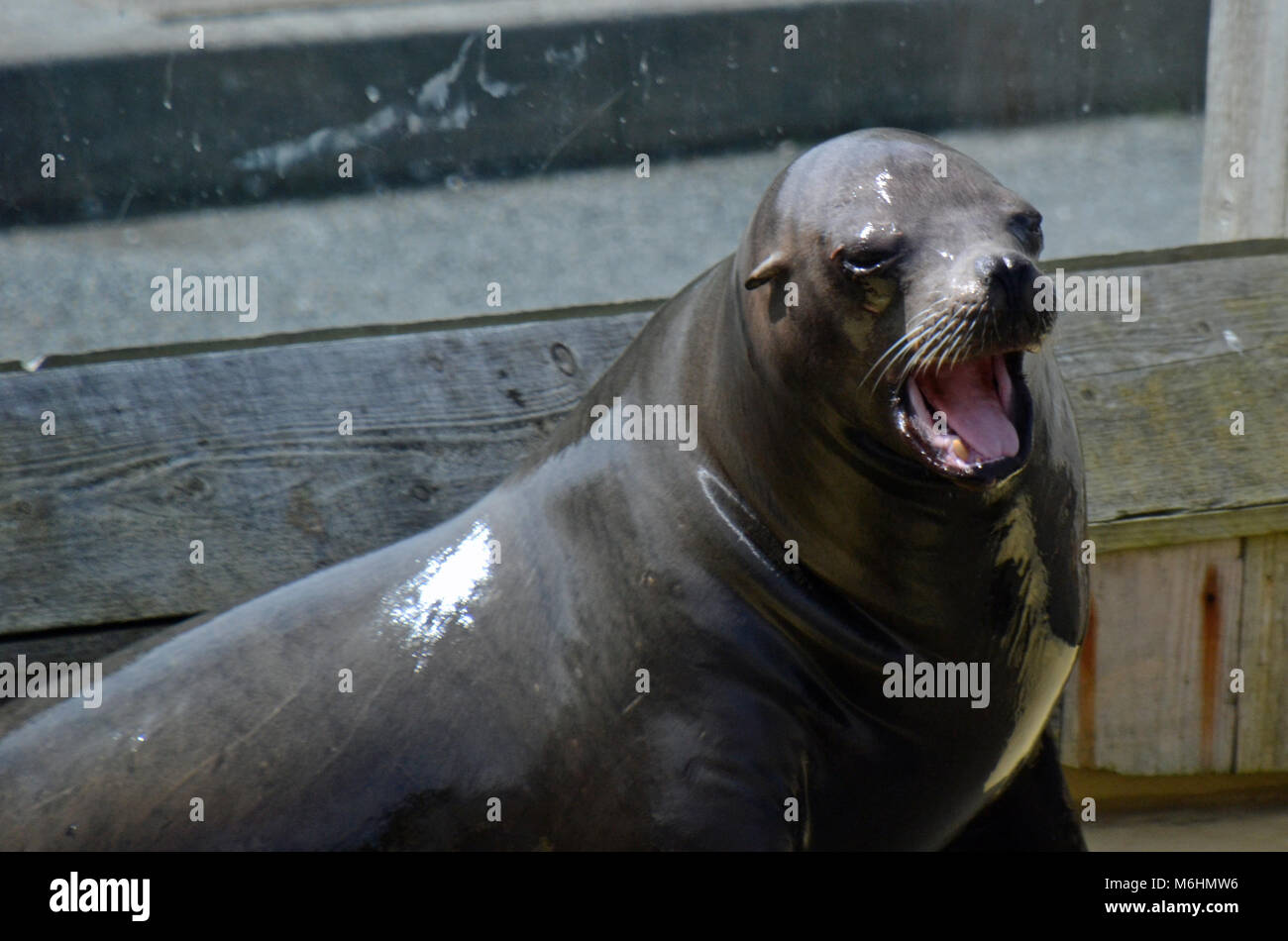 Sea Lion al Gweek Seal Sanctuary, Cornovaglia, Regno Unito Foto Stock