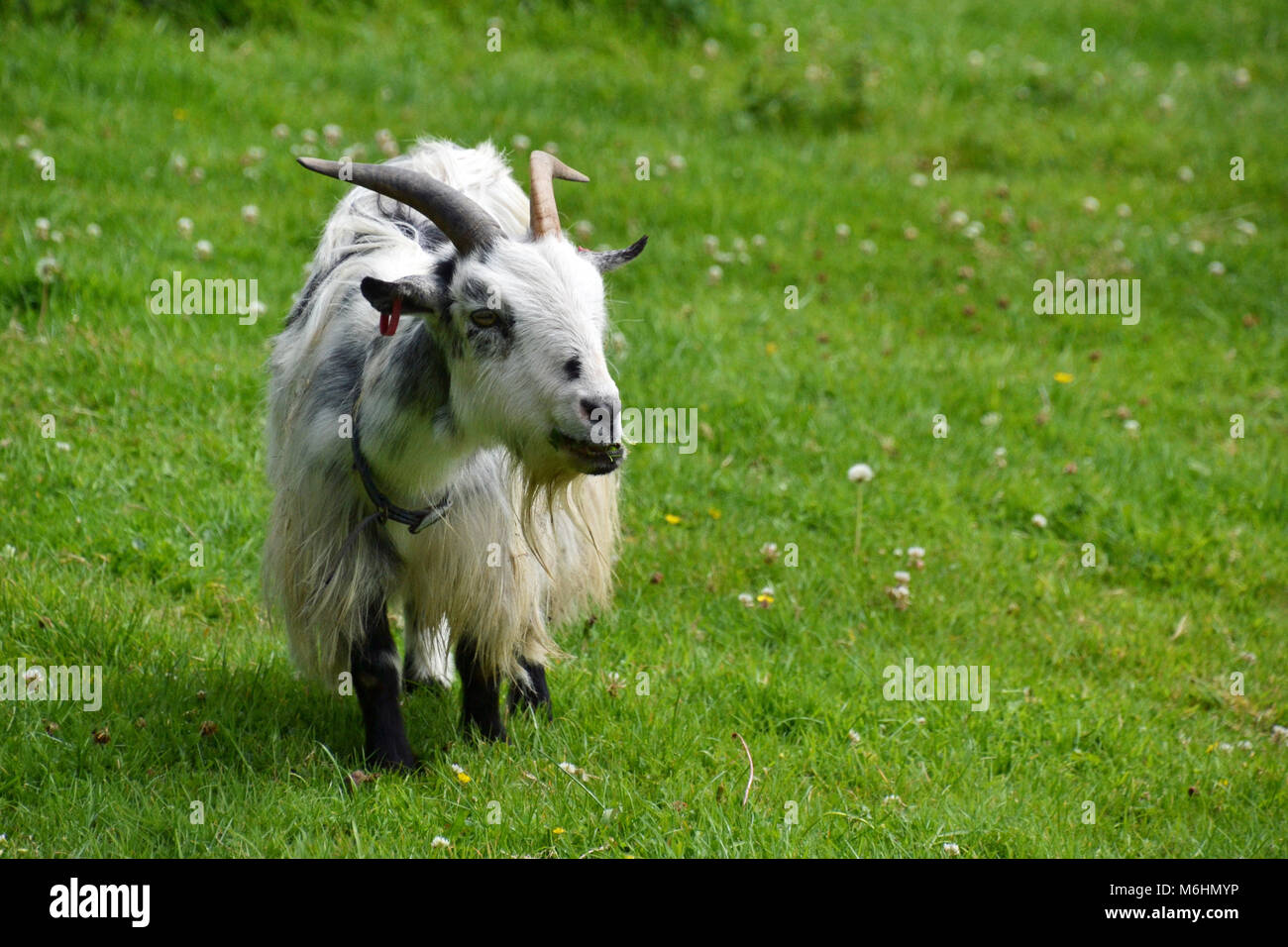 Capra pigmea con corna al Gweek Seal Sanctuary Cornwall, Regno Unito Foto Stock