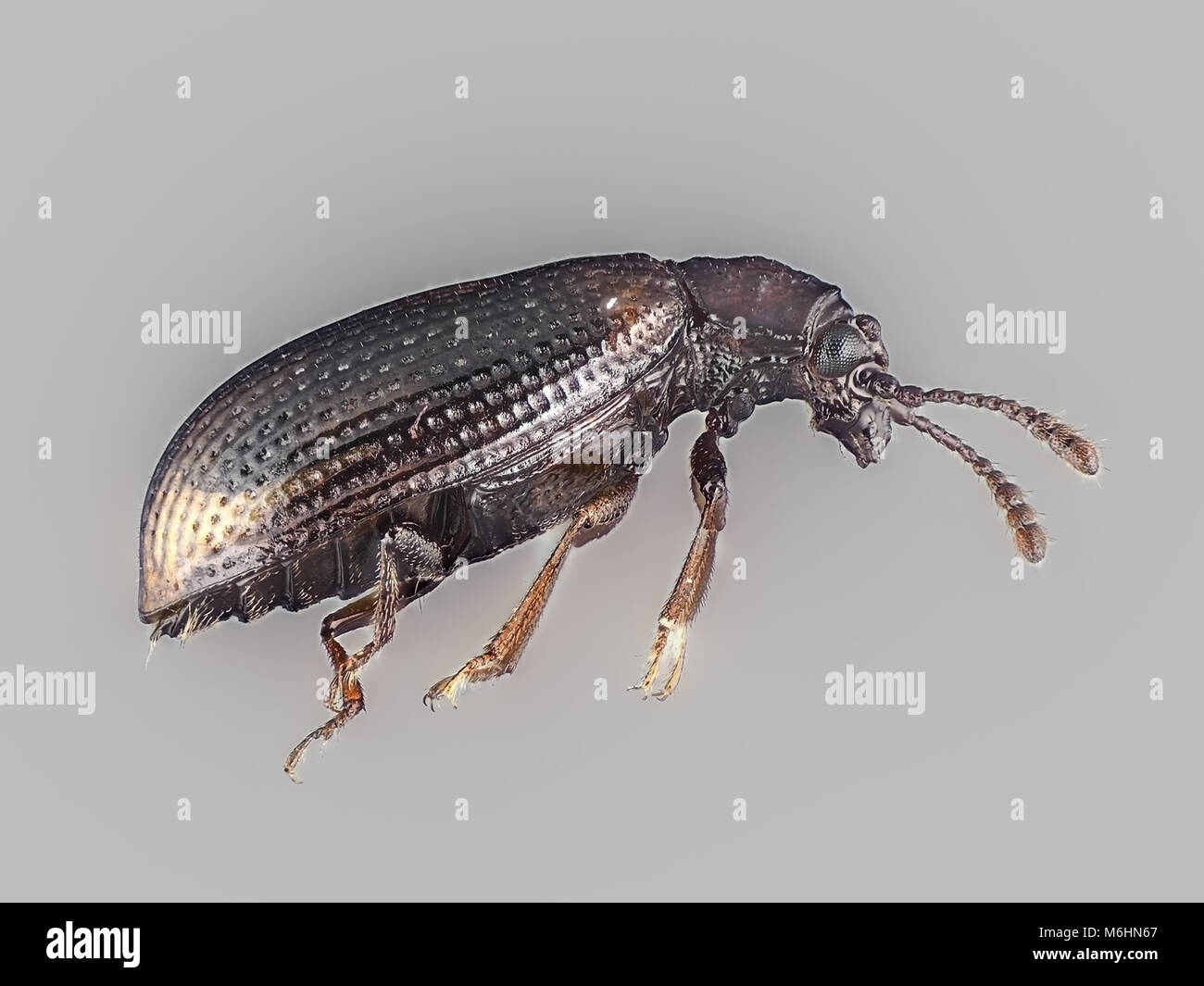 Derodontus trisignatus molto piccola (circa 2 mm di lunghezza) fungo beetle, micrografia di luce Foto Stock