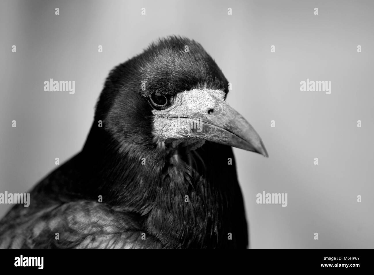 Immagine in bianco e nero di rook testa, corvid regno unito Foto Stock