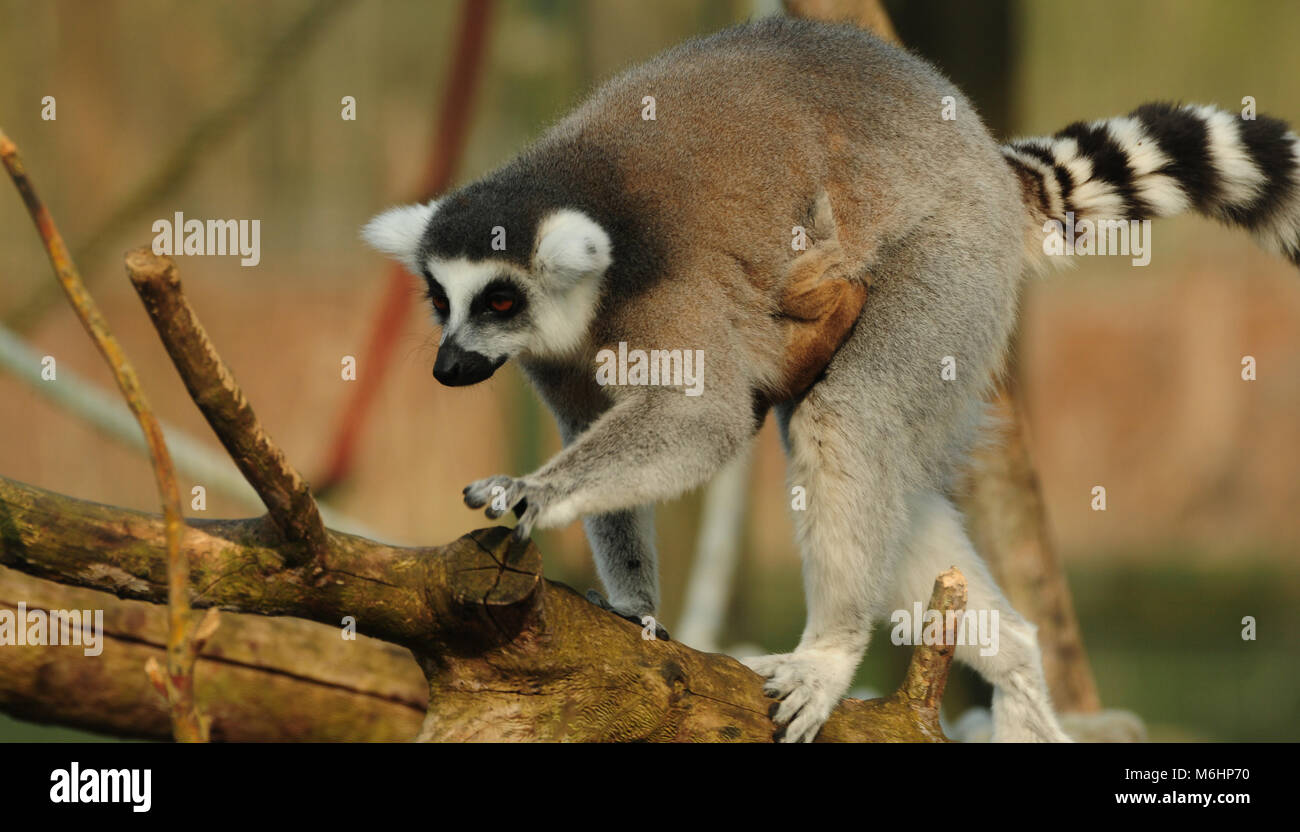 Anello-tailed lemur bambino portando sul petto Foto Stock