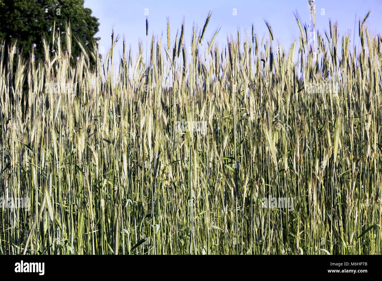 Le colture di segale sul campo closeup. Foto Stock