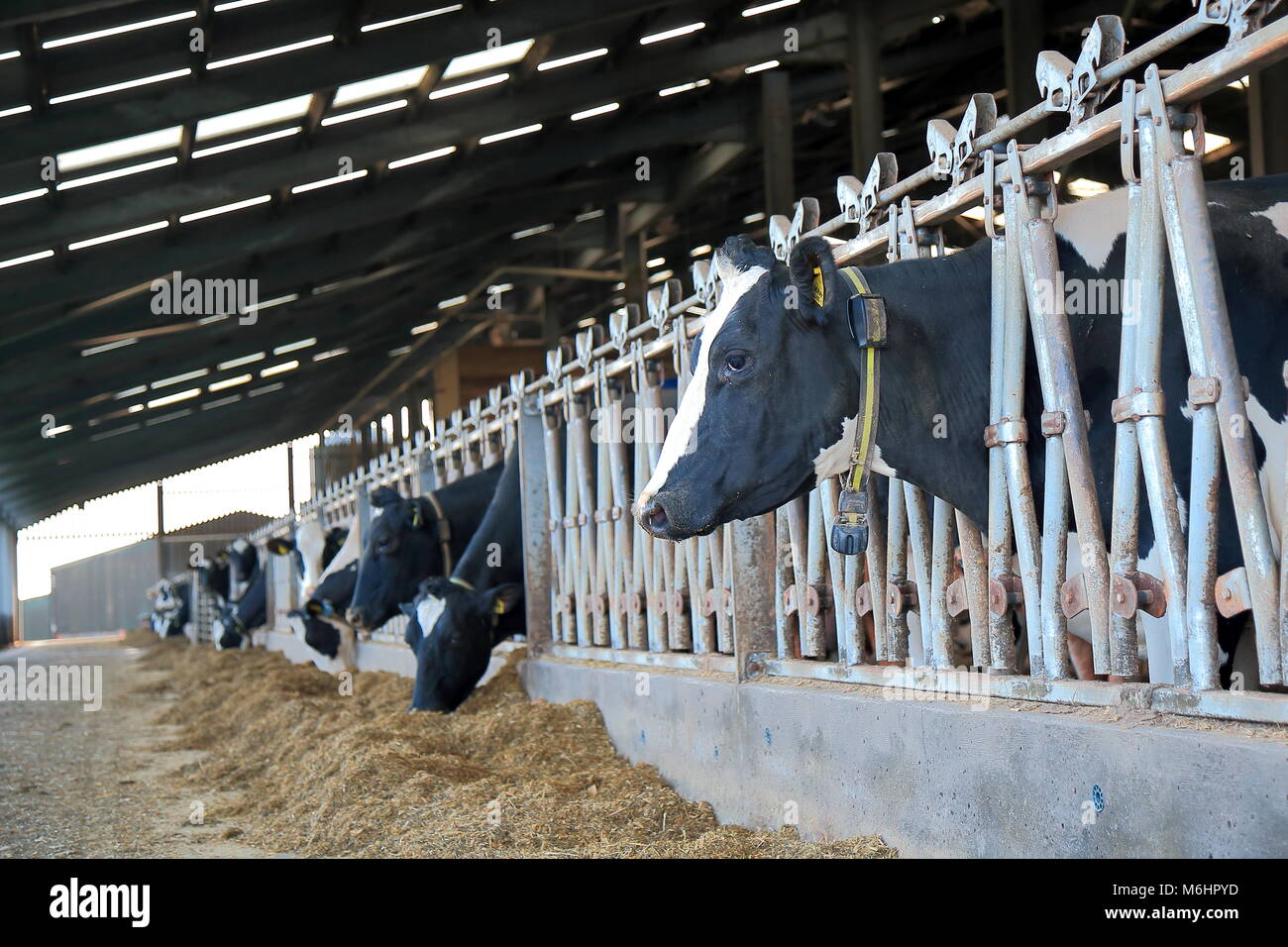 Mandria di mucche nel granaio sulla dairy farm in East Devon Foto Stock