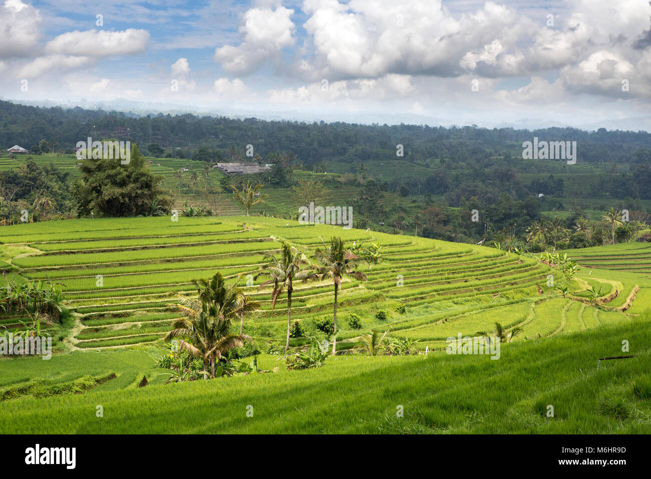 Vista dei terrazzi di riso nel giorno nuvoloso. Indonesia. Bali. Foto Stock