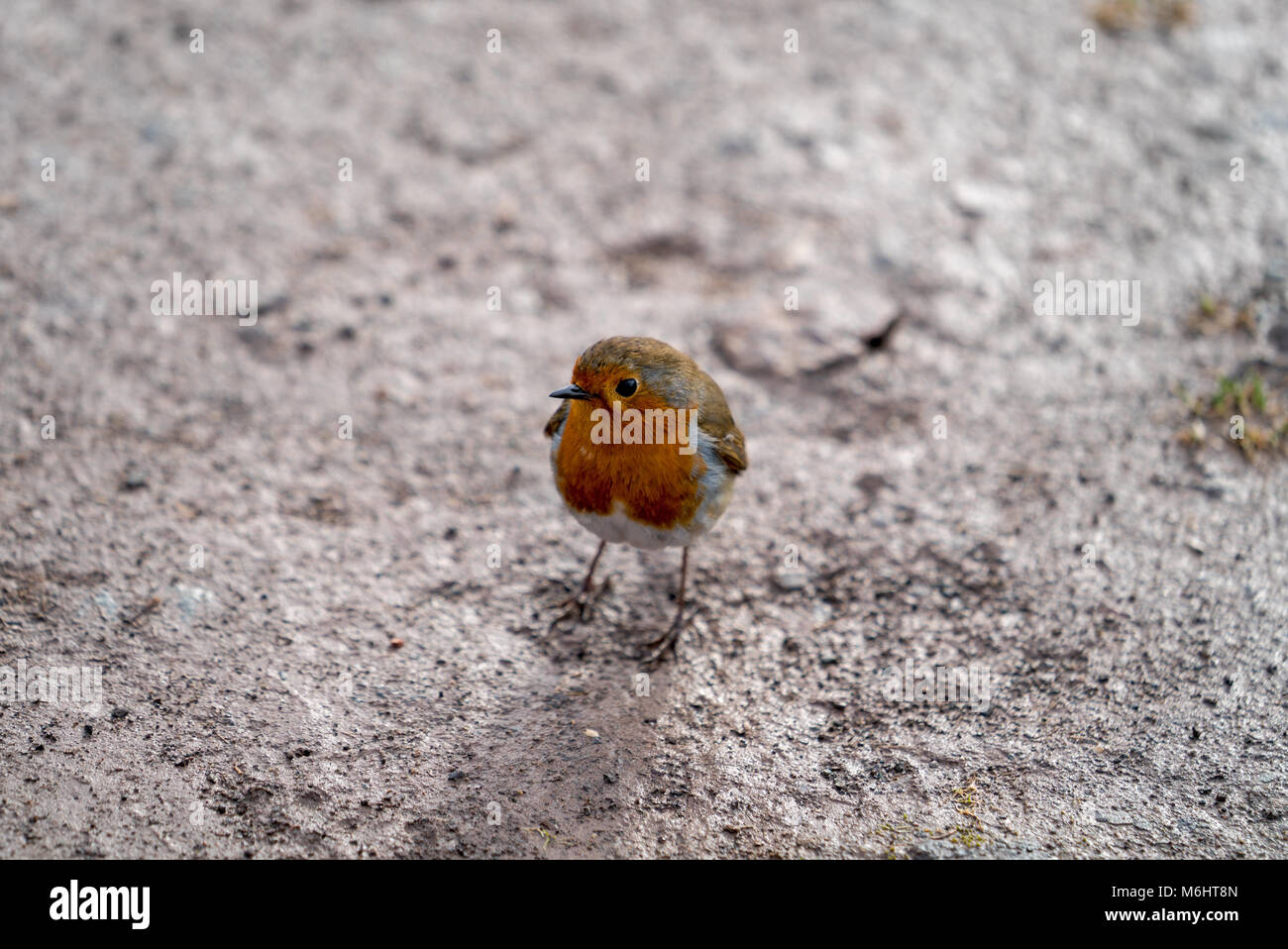 Il Parlamento robin (Erithacus rubecula), pettirosso, Erithacus rubecula, Passerine Foto Stock