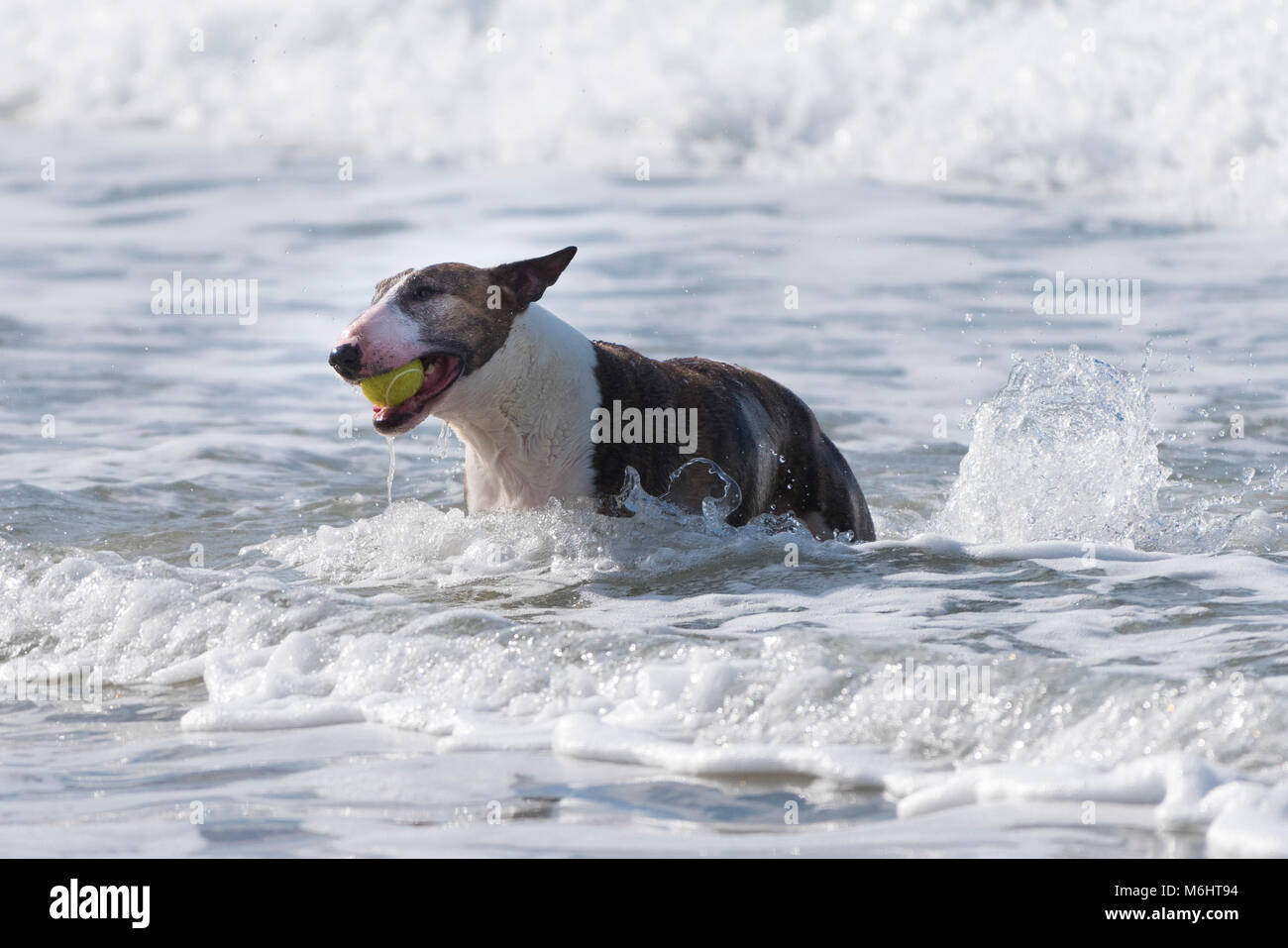 Un Inglese Bull terrier con una sfera di gioco in mare. Foto Stock
