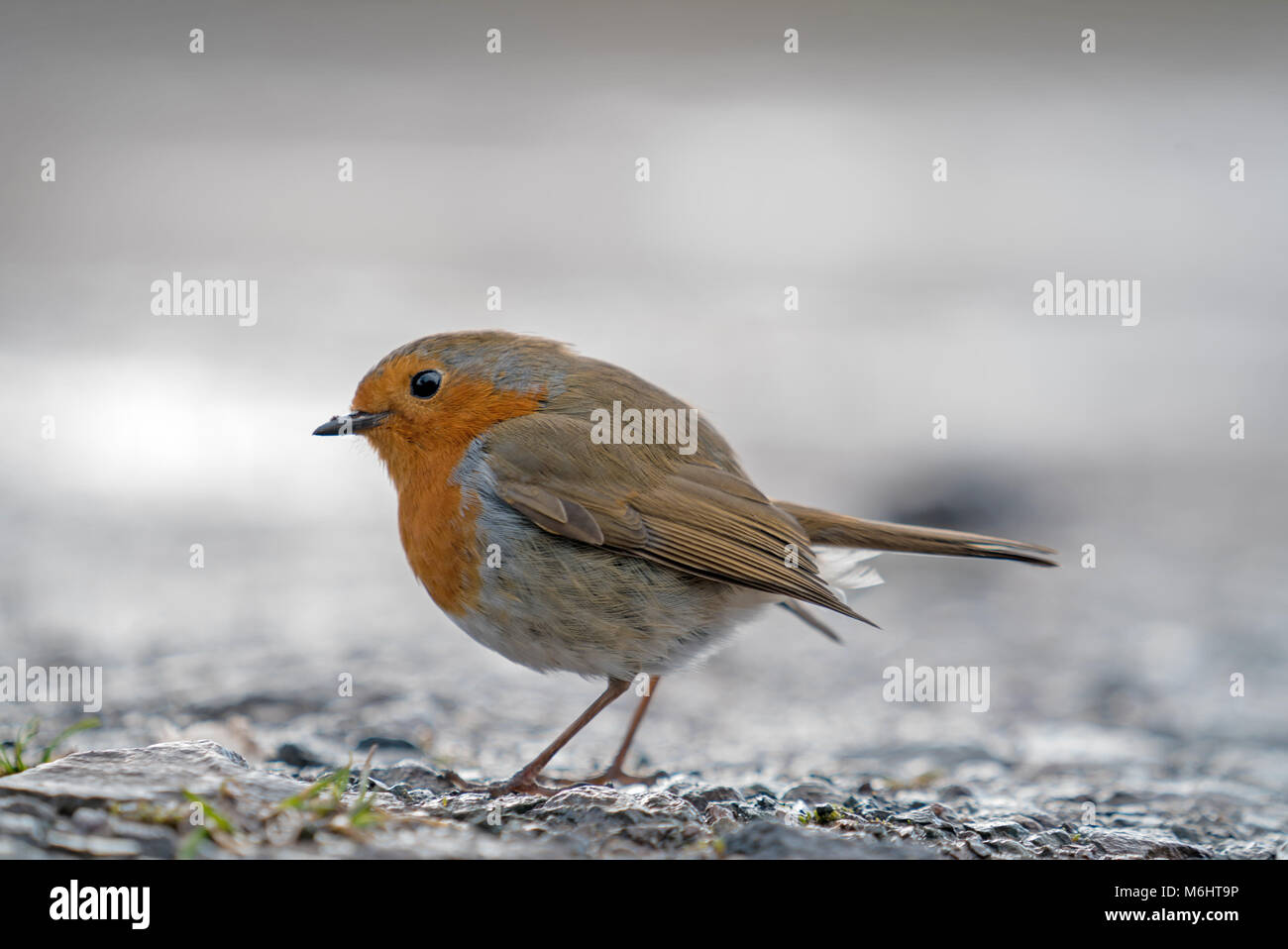 Il Parlamento robin (Erithacus rubecula), pettirosso, Erithacus rubecula, Passerine Foto Stock