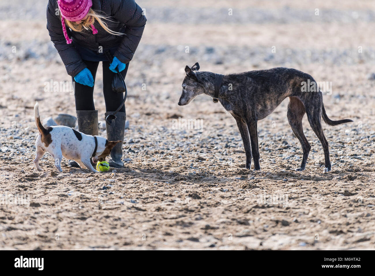 Un Jack Russell Terrier gioca con una sfera come un Lurcher guarda a. Foto Stock