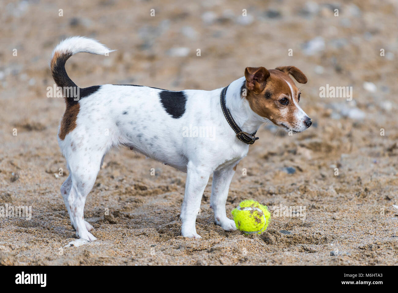 Un Jack Russell Terrier aspettando pazientemente per la sua sfera per essere gettato sul Fistral Beach in Newquay Cornwall. Foto Stock