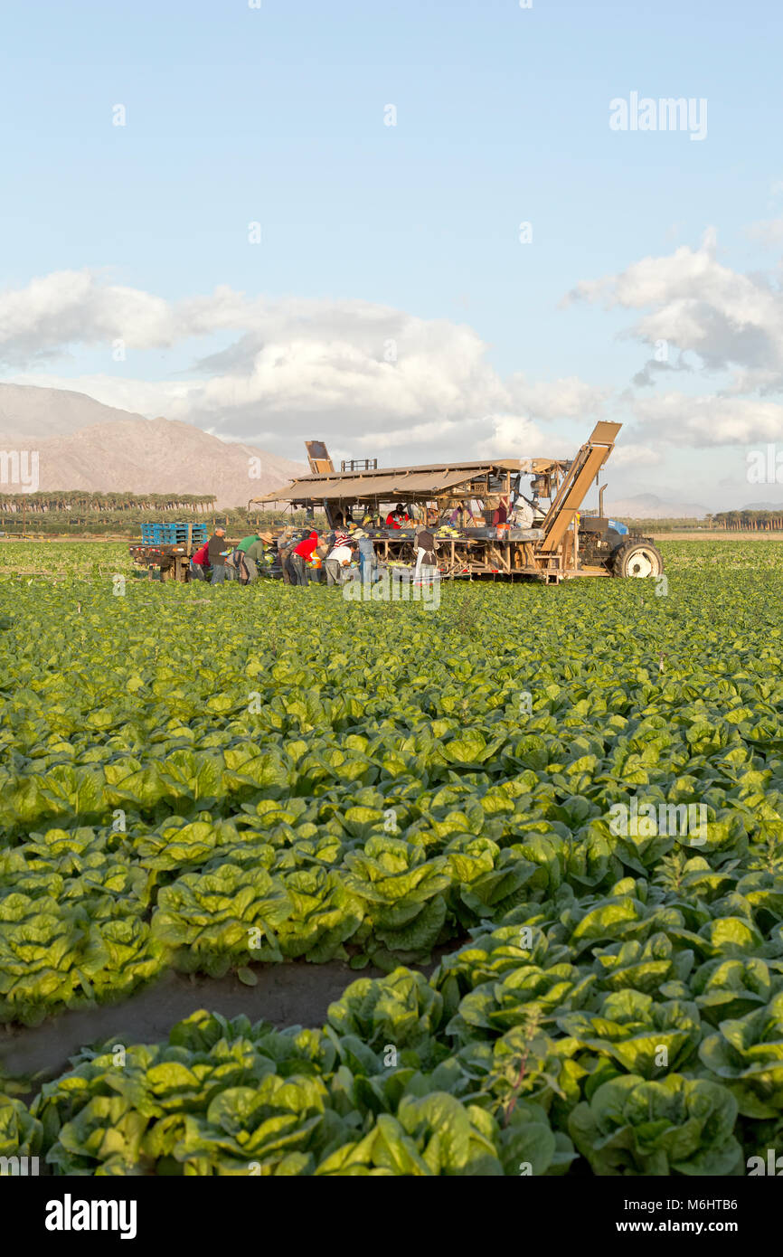 Lavoratori di campo raccolta & imballaggio 'Romaine' 'lattuga Lactuca sativa ", Early Morning Light, Mecca, Riverside County. Foto Stock