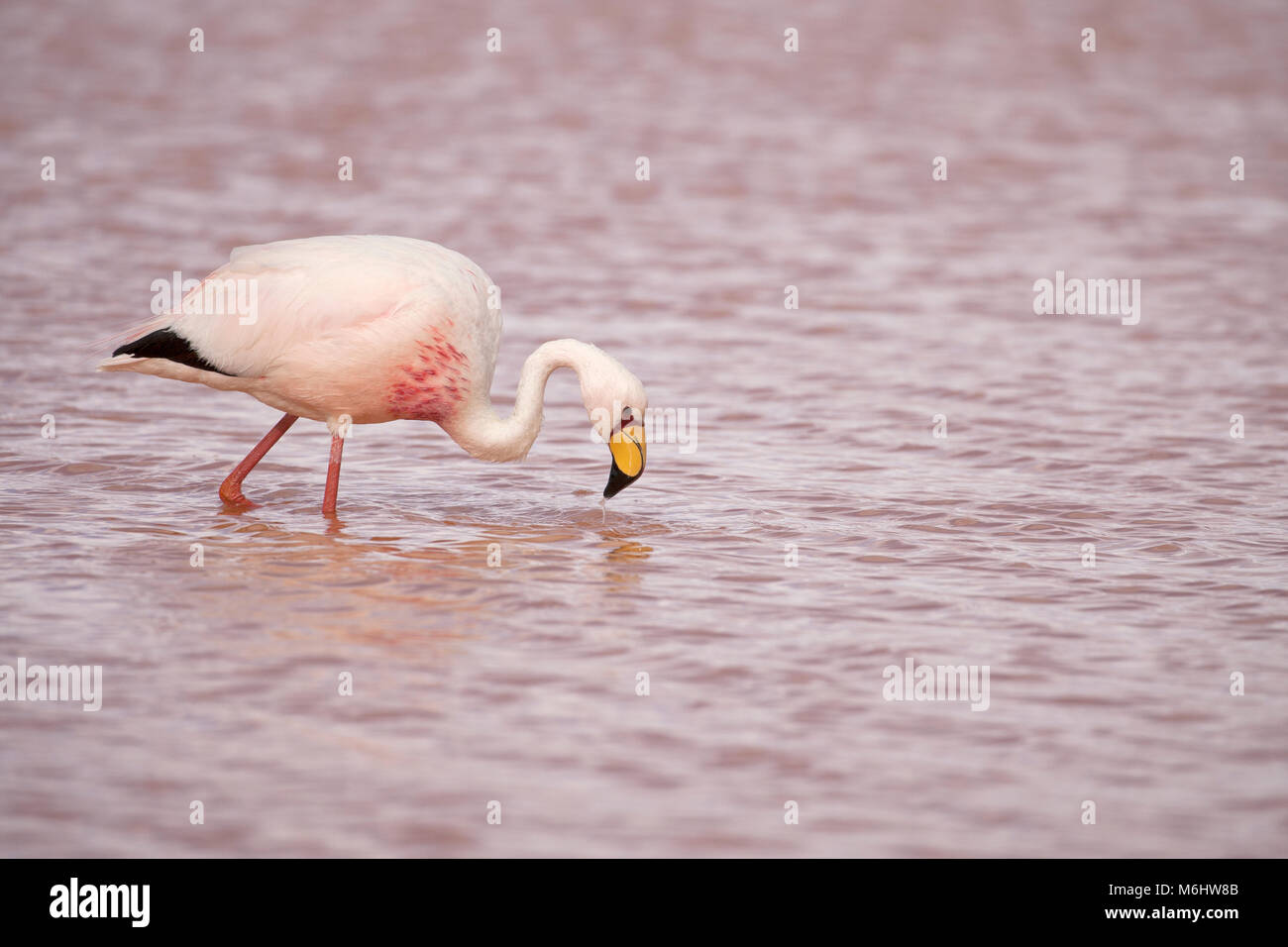 James's flamingo in Boliva Foto Stock