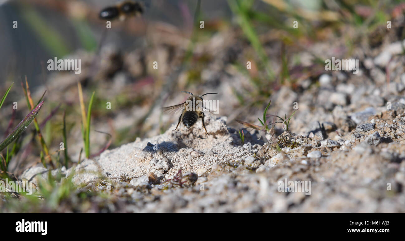 Primaverile bee accanto a Il Nido nella sabbia Foto Stock