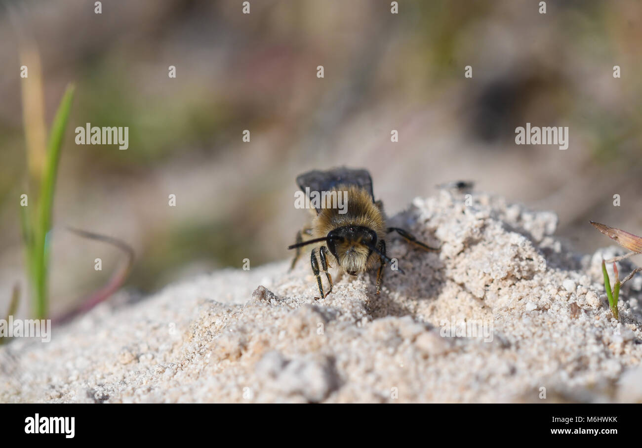 Primaverile bee accanto a Il Nido nella sabbia Foto Stock