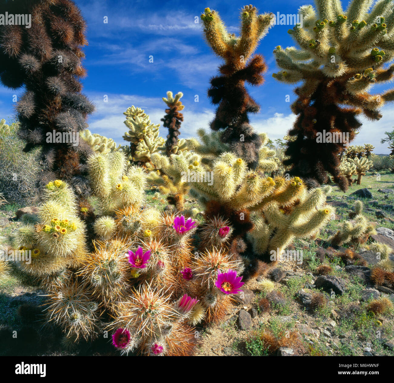 Il Riccio, Cholla, Cholla Garden, Joshua Tree National Park, California Foto Stock