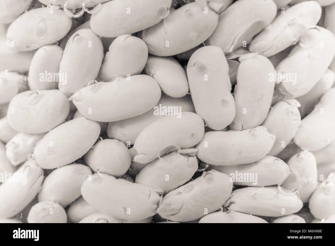 Fagioli Cannellini isolato Foto Stock