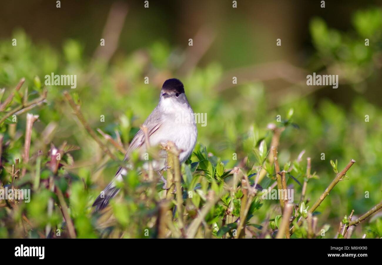 Visitatore estivo Capinera maschio trillo (Sylvia atricapilla), piccolo grigio Song Bird, arroccato su una siepe. Bowling Green Marsh, Topsham, Exeter, Devon Regno Unito Foto Stock