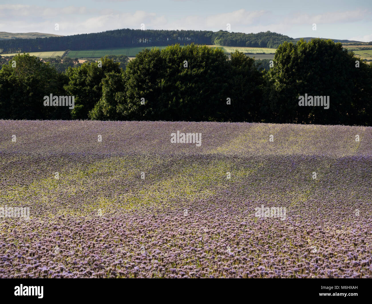 Scozia - un raccolto di ecologico Risparmio bee fioritura biomassa, Phacelia tanacetifolia, vicino Maxton nel Roxburghshire Foto Stock