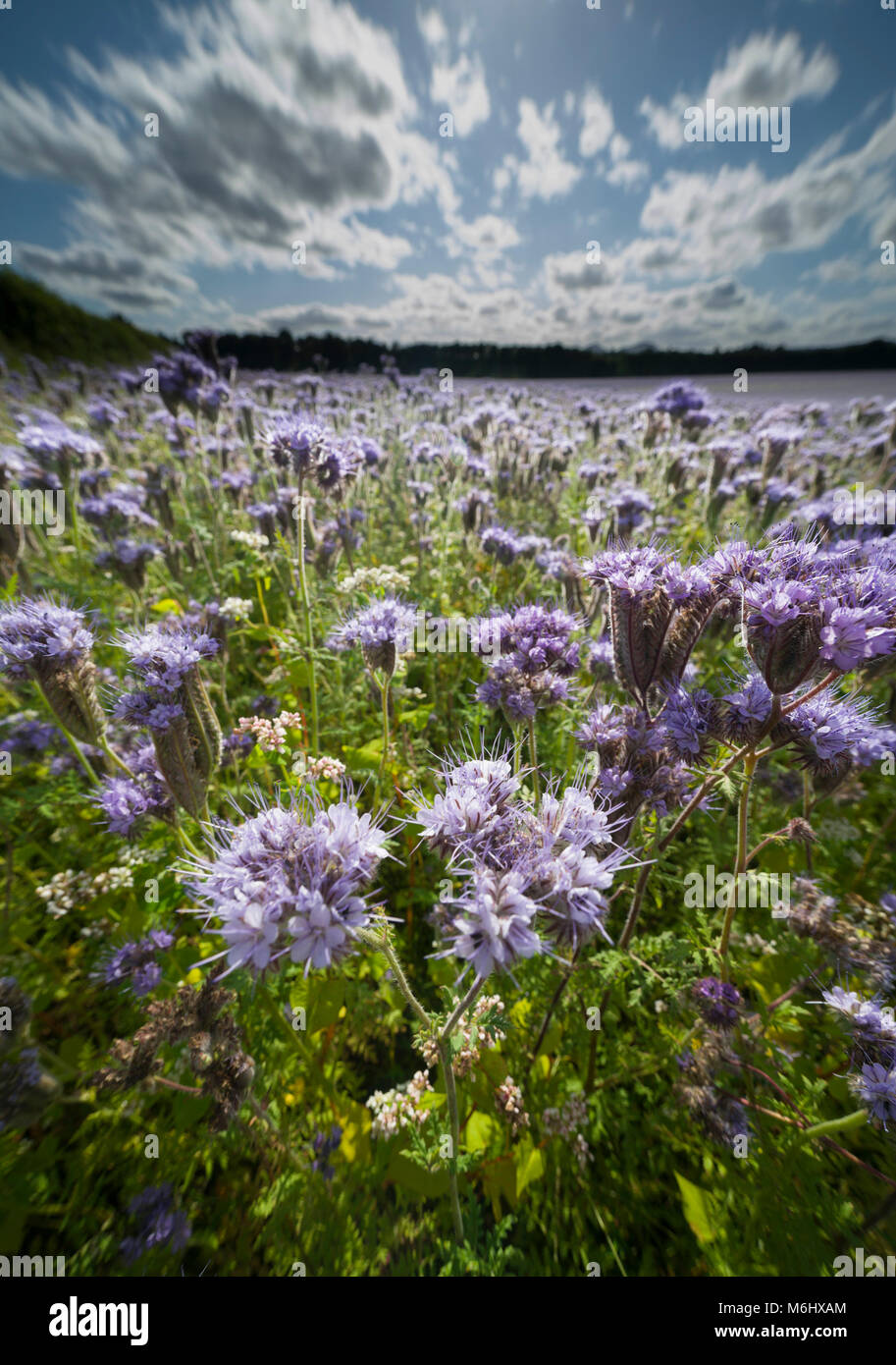 Scozia - un raccolto di ecologico Risparmio bee fioritura biomassa, Phacelia tanacetifolia, vicino Maxton nel Roxburghshire Foto Stock
