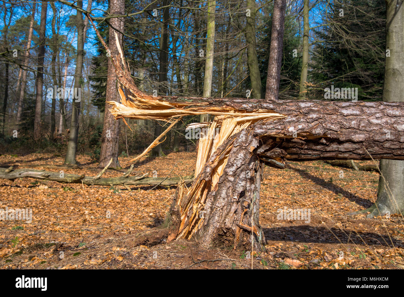Alberi rotti causati da tempesta severa, Olanda Foto Stock