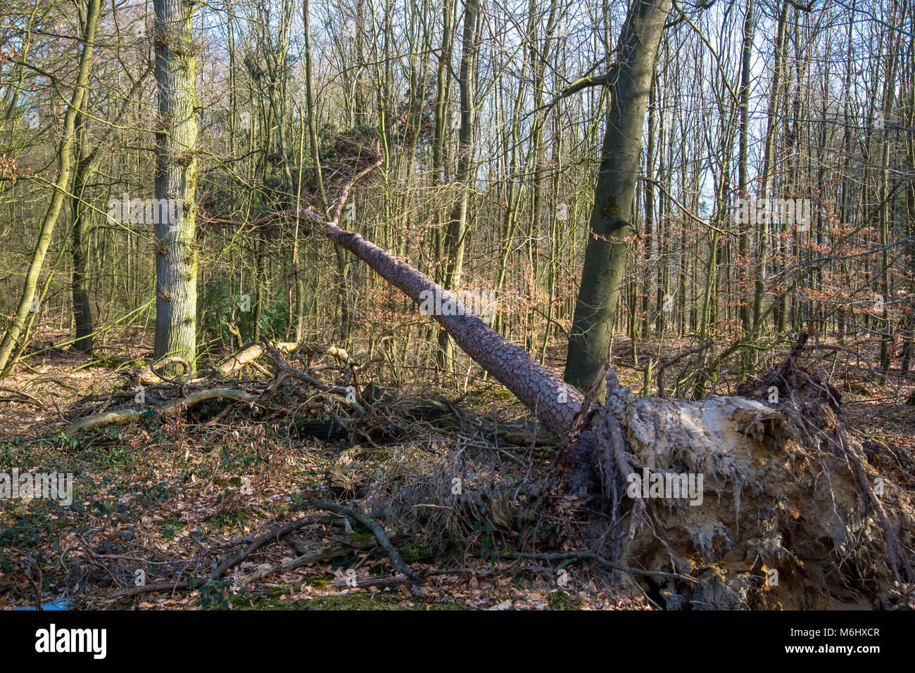 Alberi rotti causati da tempesta severa, Olanda Foto Stock