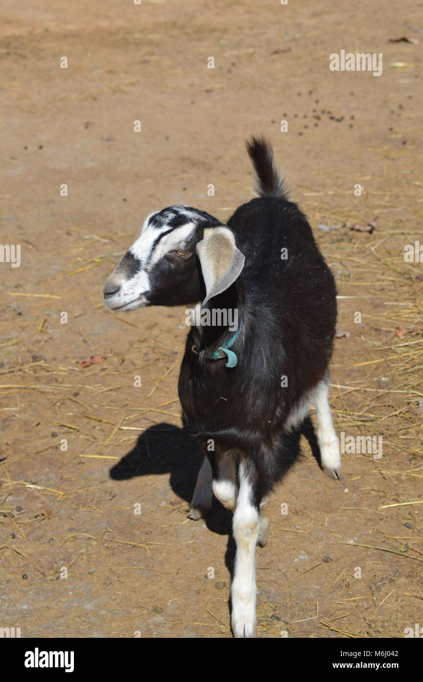 Agriturismo capre sollevata a amici lontani. Foto Stock