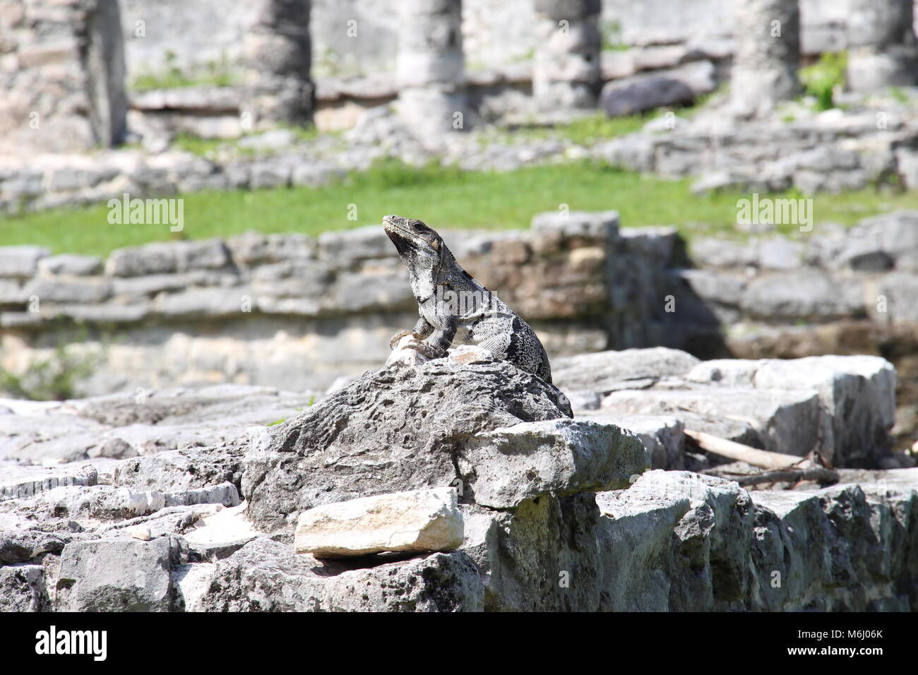 Iguana in Messico Foto Stock