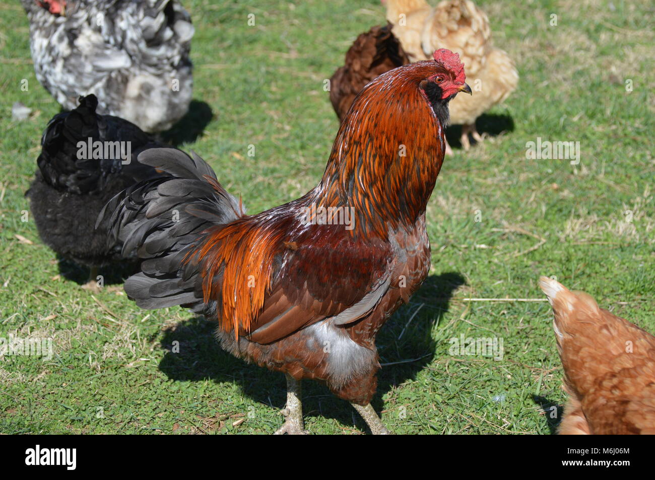 Un intervallo libero organicamente pollo alimentato in una fattoria in Manassas Va. Foto Stock