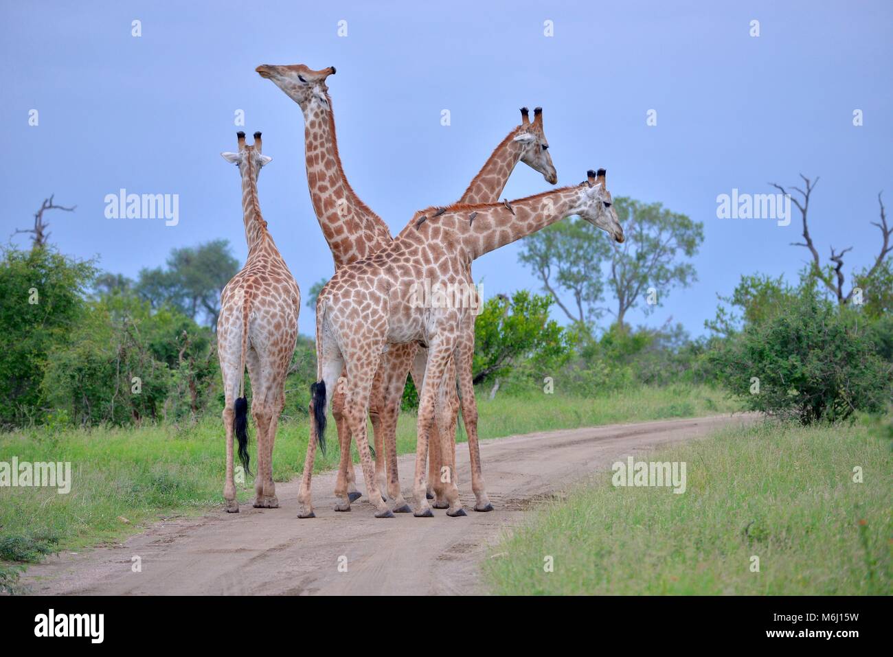Il Kruger Park, Sud Africa. Una fauna selvatica e il paradiso degli uccelli. Collo lungo la Giraffa Foto Stock