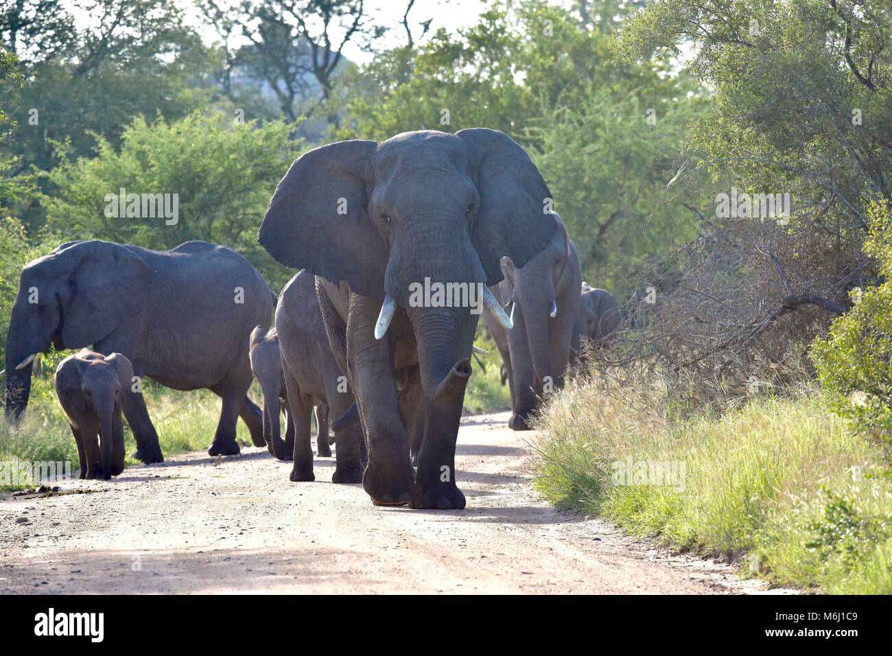 Il Kruger Park, Sud Africa. Una fauna selvatica e il paradiso degli uccelli. Elefante africano di Bull in aggressiva modalità muth Foto Stock