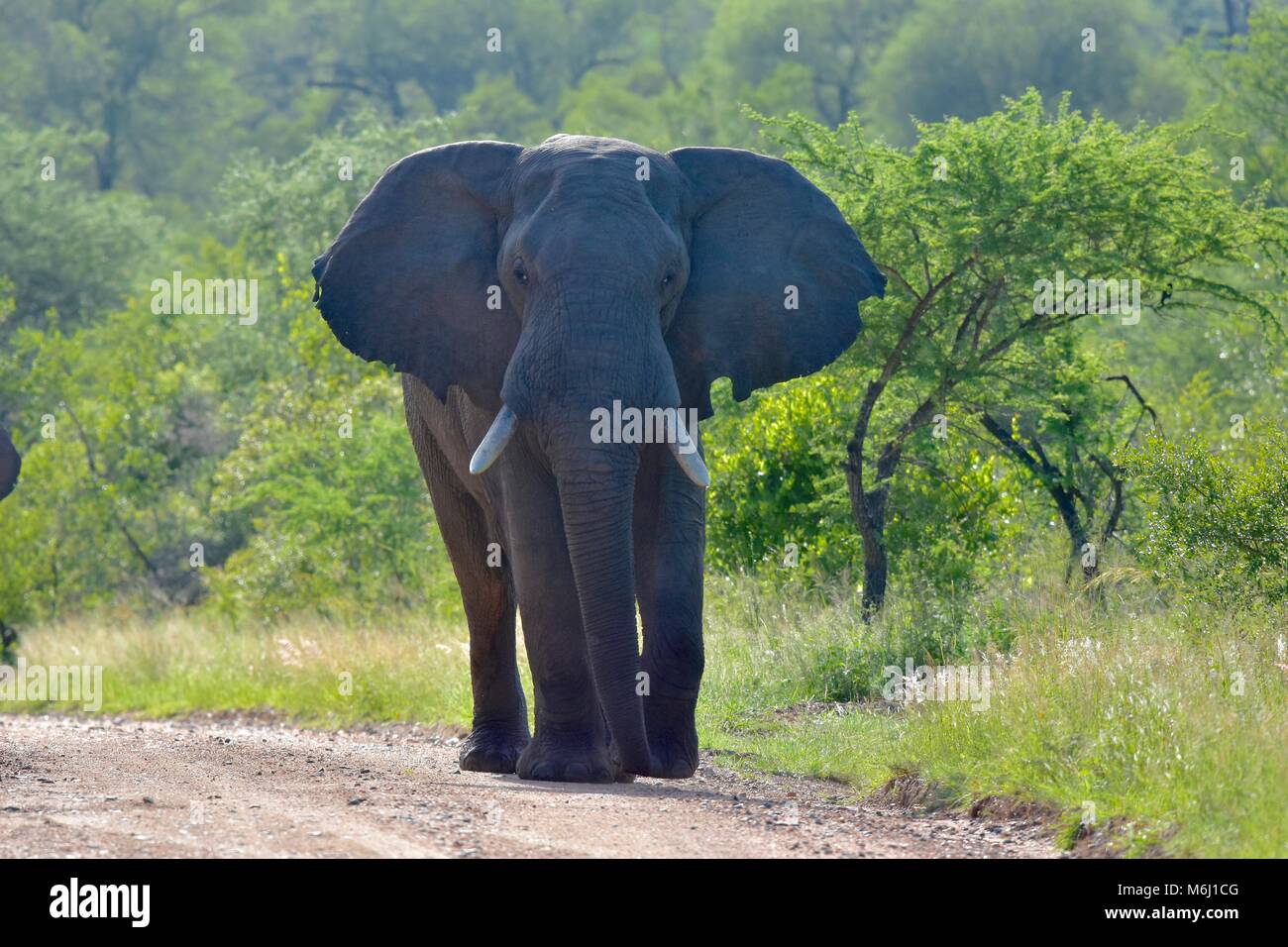 Il Kruger Park, Sud Africa. Una fauna selvatica e il paradiso degli uccelli. Elefante africano di Bull in aggressiva modalità muth Foto Stock