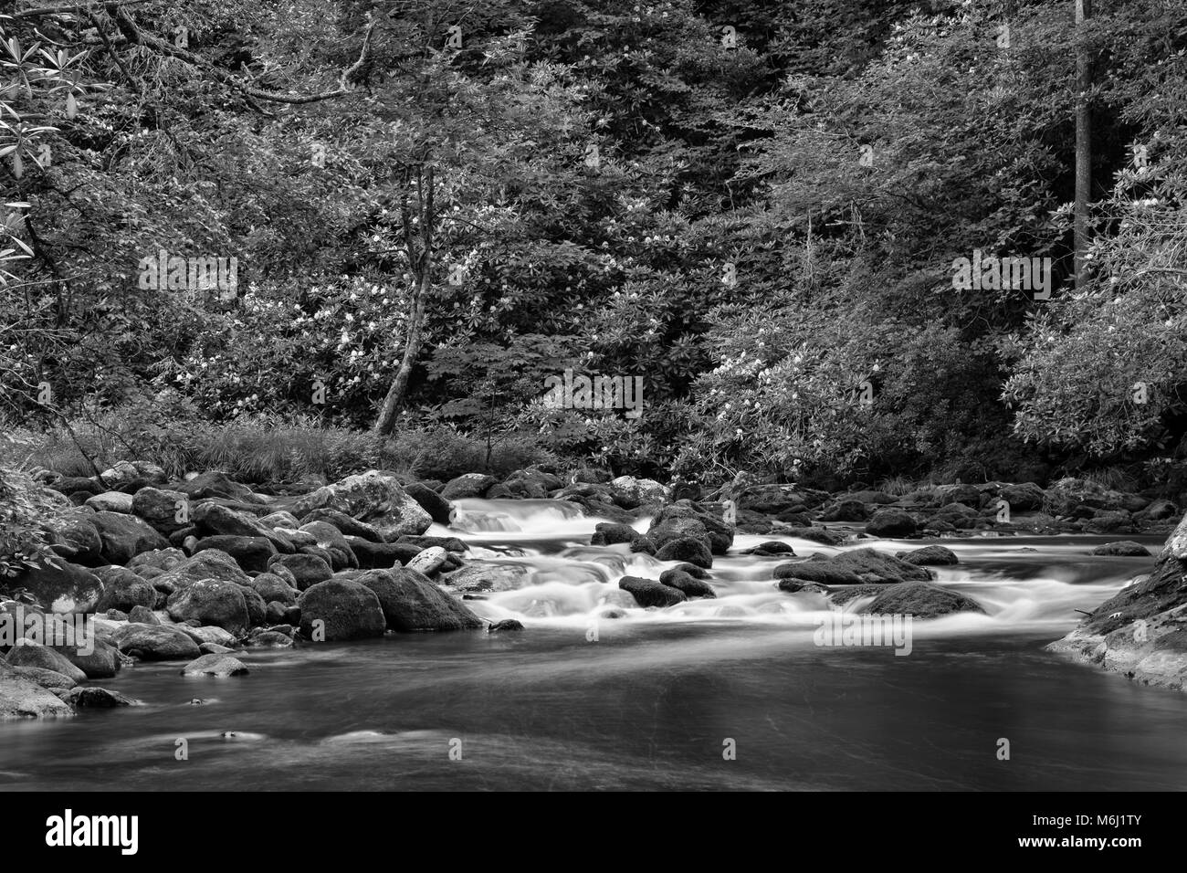 Bella primavera estate scenic natura paesaggio, in slow motion fiume che scorre su grossi massi, liscio che scorre acqua bianca attraverso la foresta di alberi in fiore Foto Stock