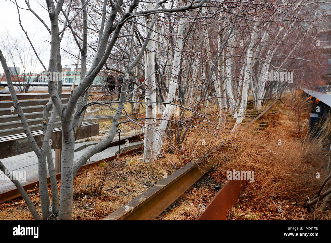 Alberi di betulla e vecchie rotaie nel parco High Line, New York. Il parco ha portato a rapidi cambiamenti nel quartiere di Chelsea e divenne uno strumento di gentrificazione Foto Stock