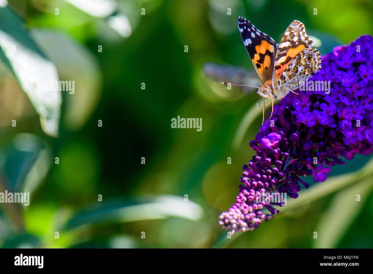 Il colore nel giardino è estate, le farfalle sono arrivati Foto Stock