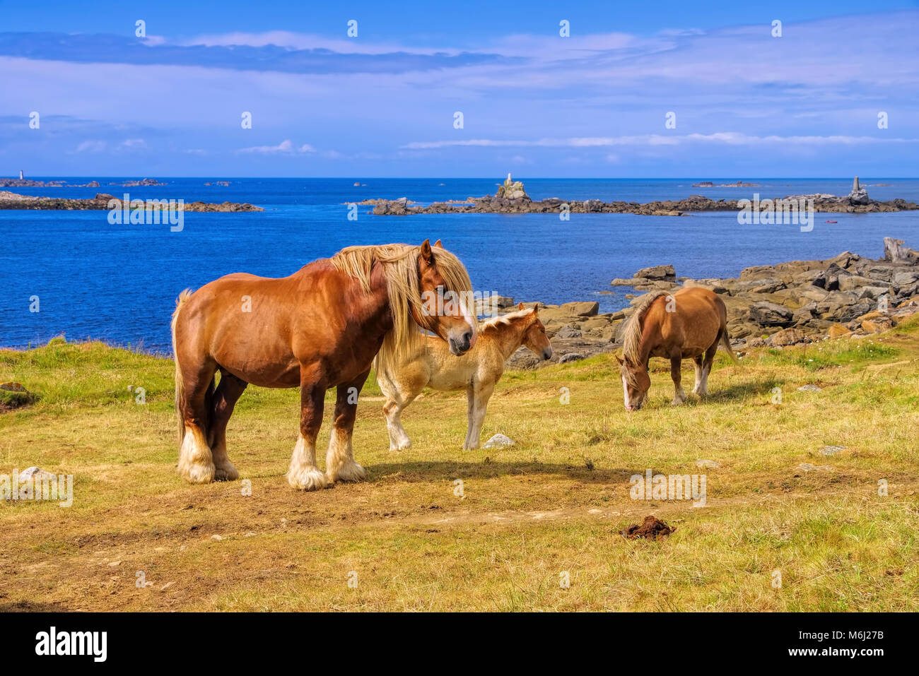 Cavalli di Razza Haflinger sul verde dei prati in Bretagna Foto Stock