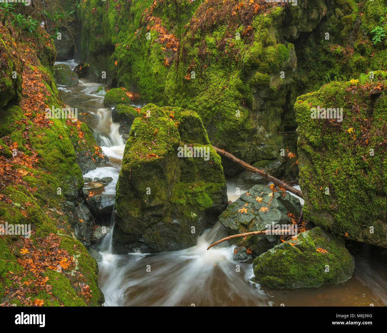 La cataratta Creek, Monte Tamalpais, Marin County, California Foto Stock